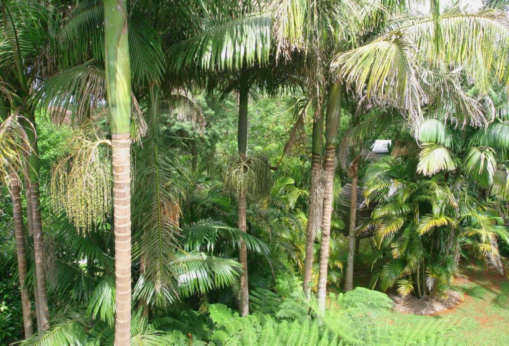 Amore Mt Tamborine Brisbane Kamer foto